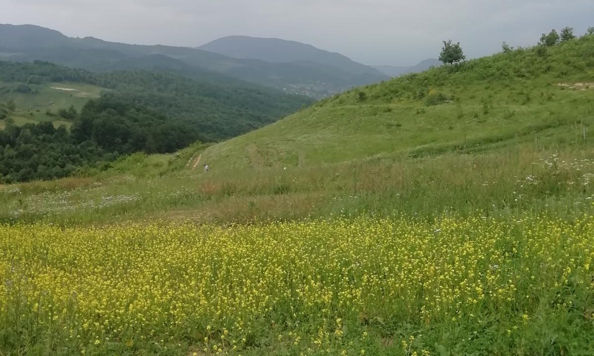 IMG-20250309-WA0015