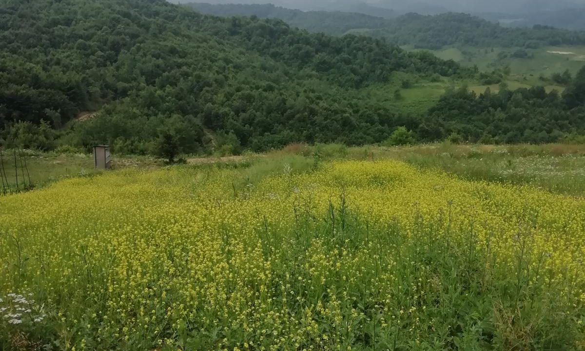 IMG-20250309-WA0016